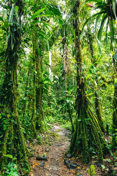 Cascada Hola Vida