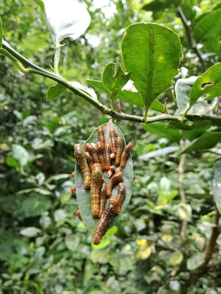 Mariposario Dedalma