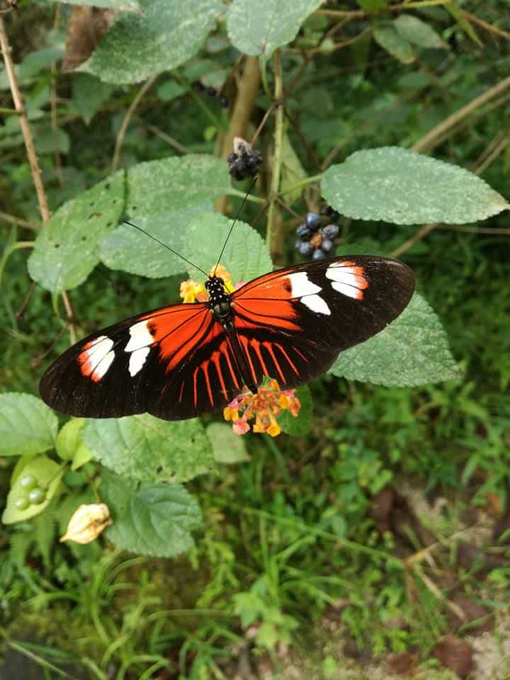 Mariposario Dedalma