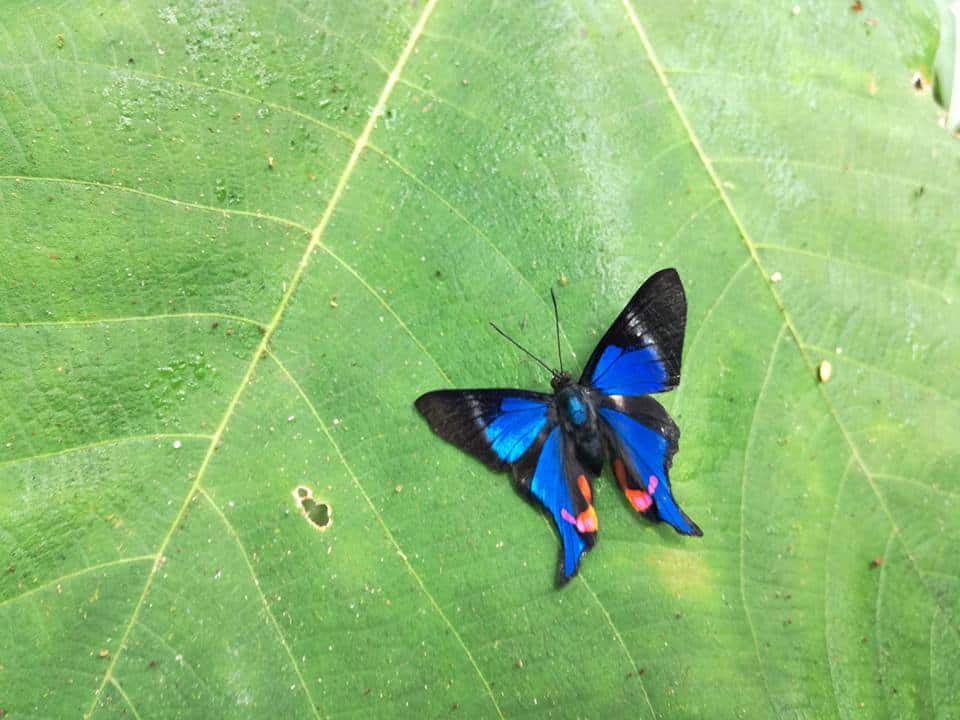 Mariposario Dedalma