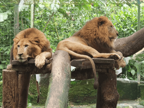 Zoológico El Arca