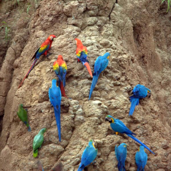 Avistamiento de aves en la amazonía ecuatoriana