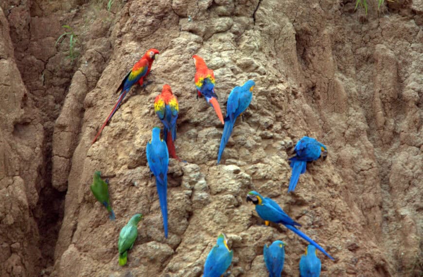 Avistamiento de aves en la amazonía ecuatoriana
