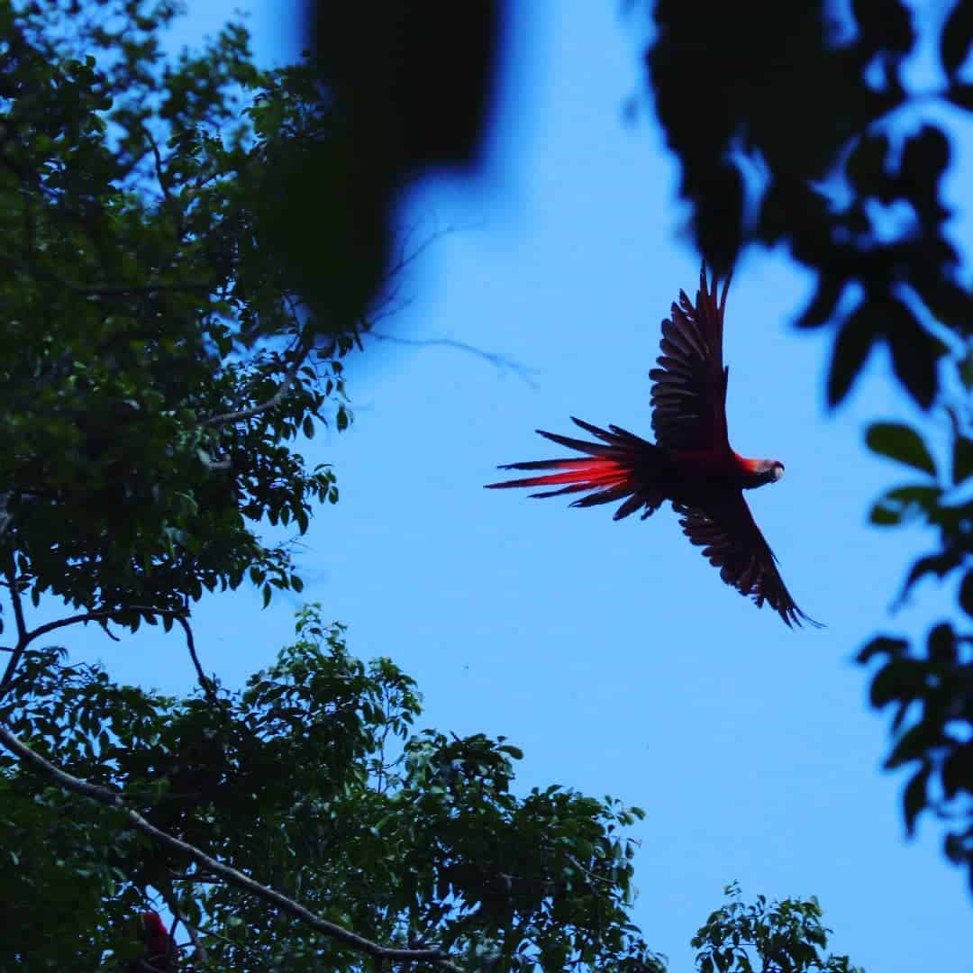 Shiripuno Amazon Lodge