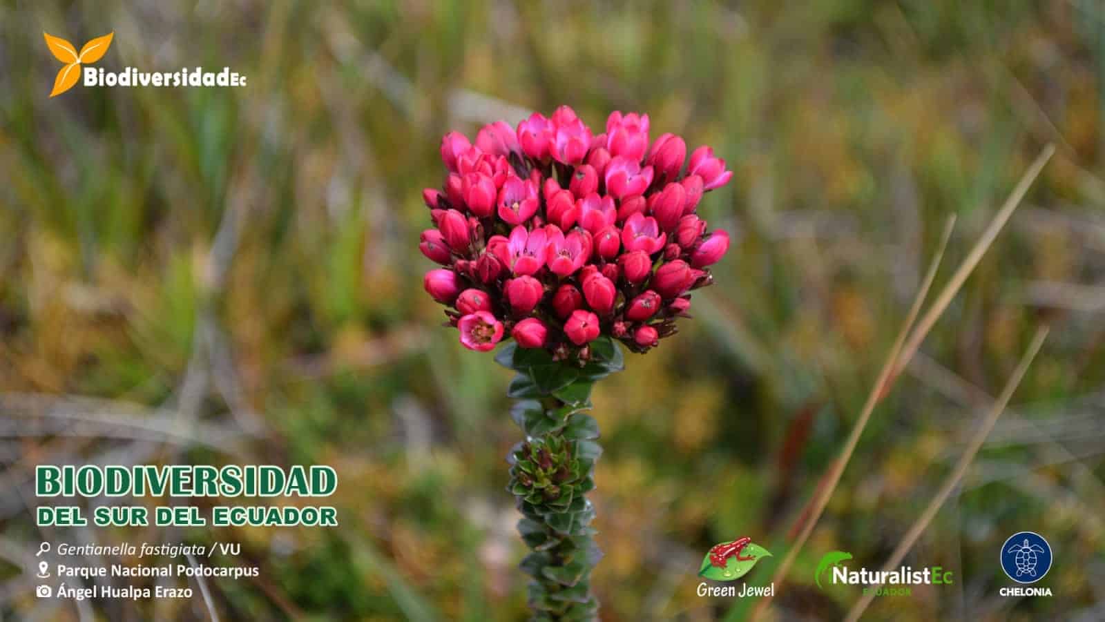 Parque Nacional Podocarpus
