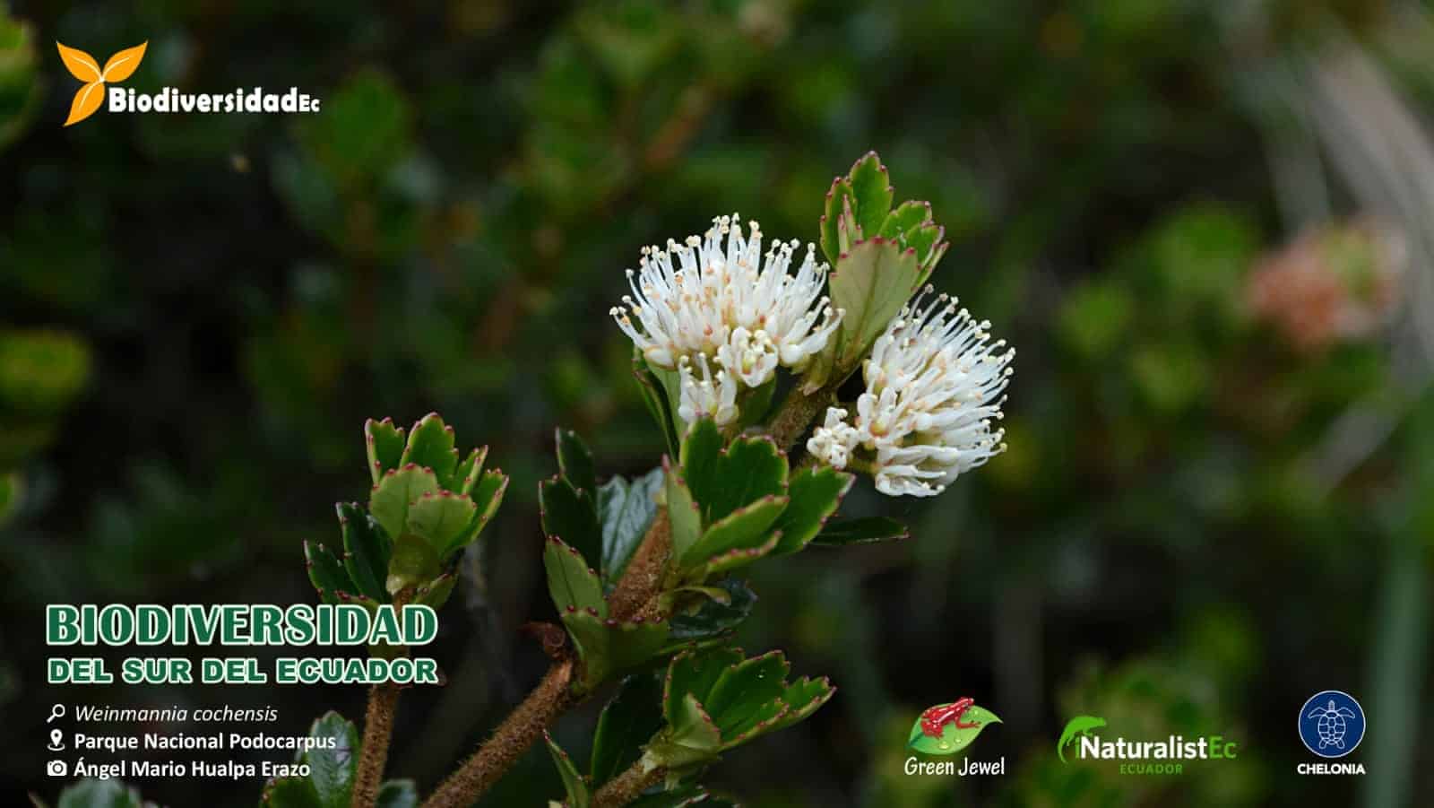 Parque Nacional Podocarpus